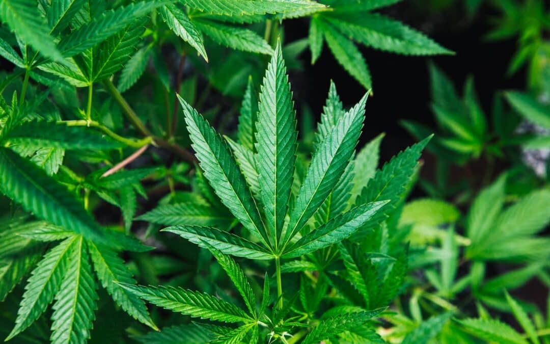 Important Considerations for Legal Marijuana Packaging