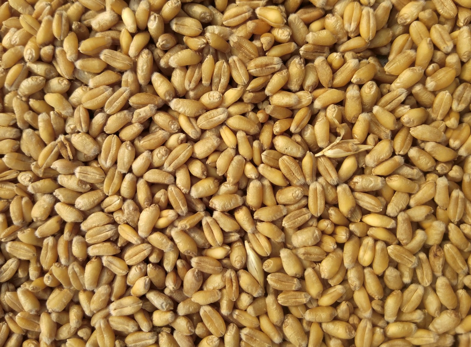 Wheat flour, screening visual for powder pouch filling — not a tested SKU